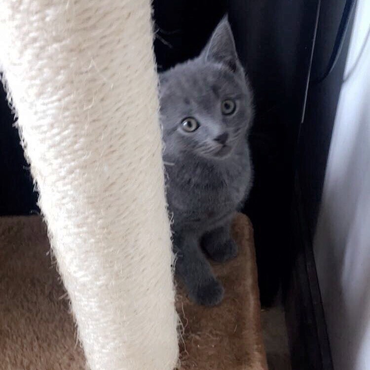 russian blue cross british shorthair